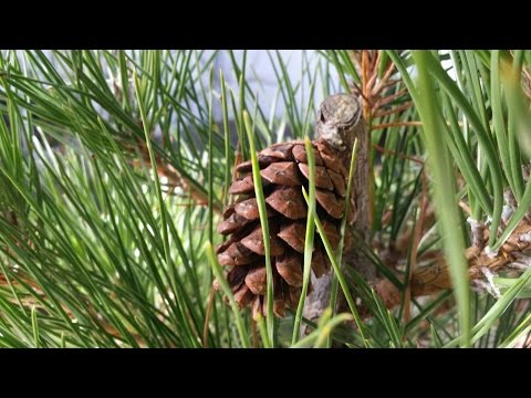 Video: ¿Cómo se cosechan las semillas de abeto?