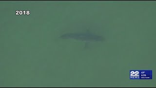 2 great white sharks spotted near the Cape