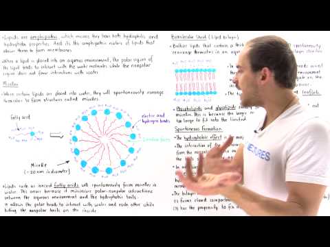 Video: Forskjellen Mellom Liposom Og Micelle