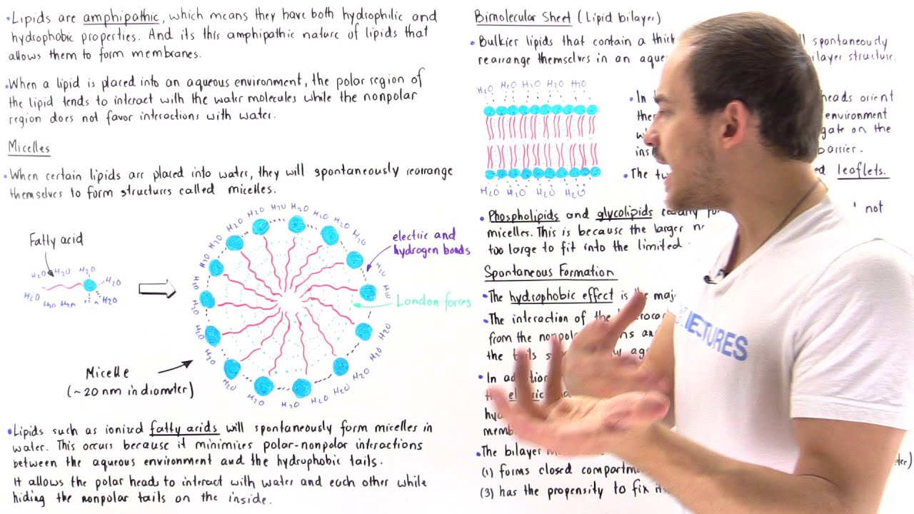 micelles