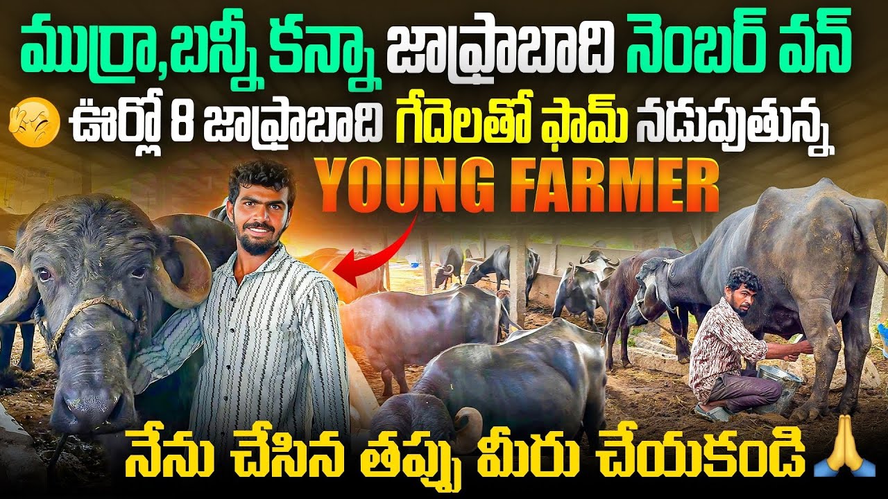 🔥Jafarabadi Buffalo Farm || ముర్రా,బన్నీ కన్నా  జాఫ్రాబాది బెస్ట్👍 ||    #jafrabadi #farm #trending 