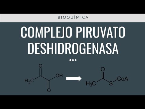 Video: ¿La piruvato deshidrogenasa produce CO2?