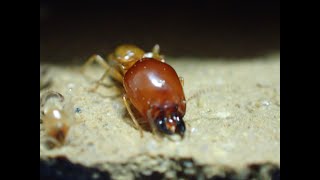 Higher Termite Macrotermes gilvus, the worker, minor and major soldier caste