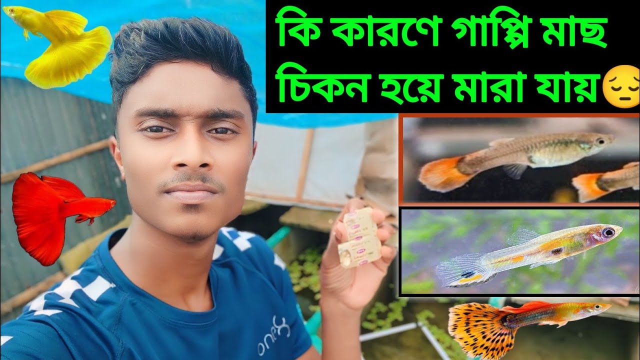 গাপ্পি মাছের বডি চিকন হওয়ার কারণ 😎 এবং গাপ্পি মাছের সঠিক চিকিৎসা কি 😮 ...