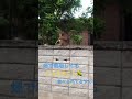 お猿さん出現！！てか、とうもろこし🌽食べられてるやーーん٩( ᐛ )و