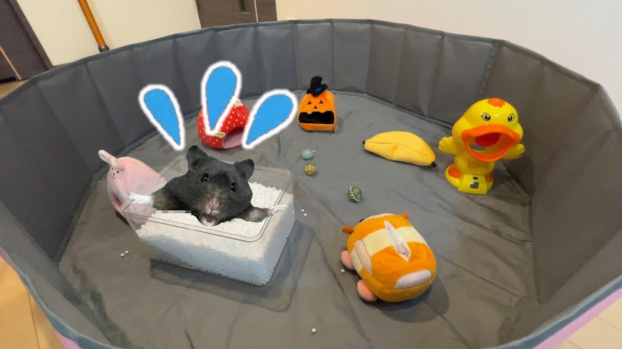 泳ぐハムスター プールで部屋んポ かわいいクロクマ Japan Hamster Youtube