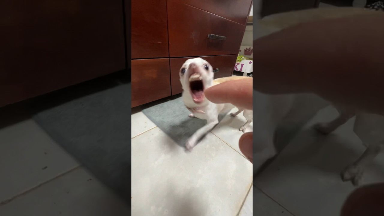 The Kuchi Kuchi gang?? #mreviatar #chiuahua #nikiozeri #angrychihuahua #animals