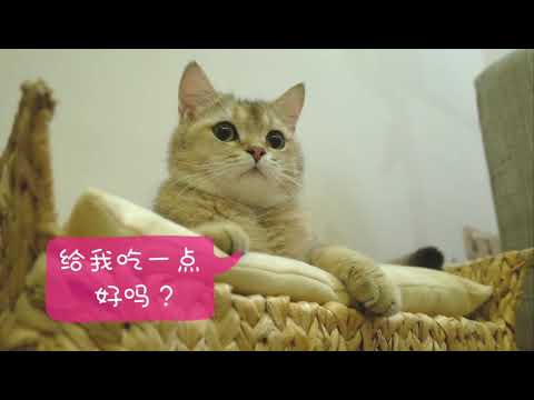 猫咪和橘子皮的故事～