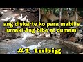 PAANO NGA BA MAG ALAGA NG BIBE O MUSCOVY DUCK Kahit sa maliit na area lang