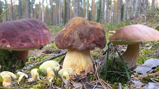 Грибы🍄БОРОВЫЕ ОСОКОЛИ/после работы Бегом в свой лес/Дождь нас прошёл мимо Но Клочок леса задел/БИНГО