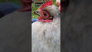 Chicken flannel pants cuddle time❤🥰