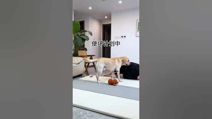 This dog must have done it on purpose. Douyin Animal Illustrations. Cute Pet Debut