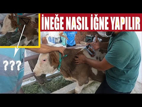 Video: Sirke ve Su ile Köpek Kulakları Nasıl Temizlenir