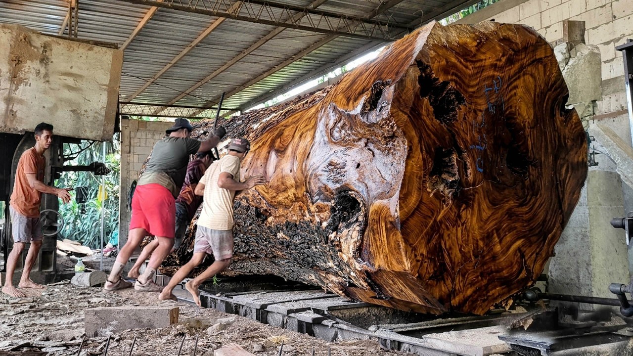 Crazy!! The Rarely Seen Process of Sawing a Jumbo Trembesi Tree I ...