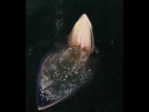 וִידֵאוֹ: לווייתן המינקי של הכלה: תיאור, תזונה, בית גידול ורבייה