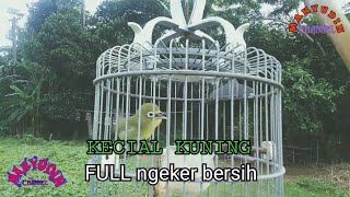 Kecial kuning full ngeker bersih sangat ampuh untuk panciangan dan pikat