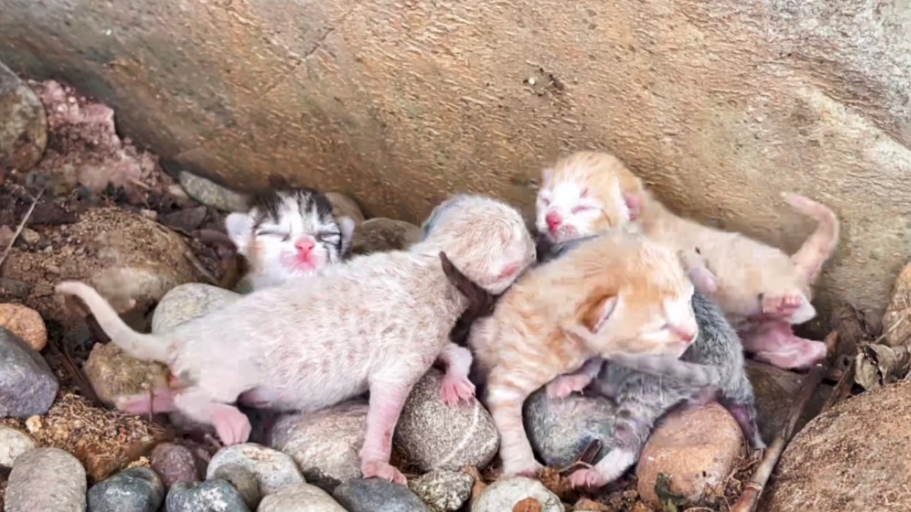 В парке встретил(а) помёт милых котят🐱. Через три дня мы стали близкими друзьями❤️