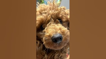 Day 12 of posting photos of my dogs until 1000 subscribers