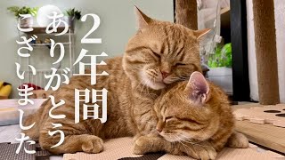 両親からたくさんの愛をもらった子猫の2年後がかわいすぎです #子猫 #マンチカン