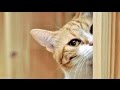 Curious cats - Funny cat Compilation 2017