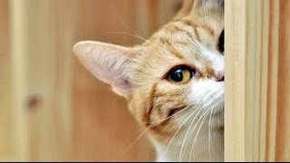 Curious cats  Funny cat Compilation 2017