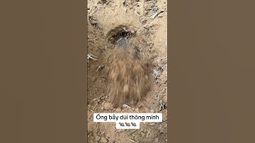 Bẫy dúi thông minh không cần đào bới 🪤🐹 #baydui #baychuot #sanbat #taybac #dirung #xuhuong #fyp