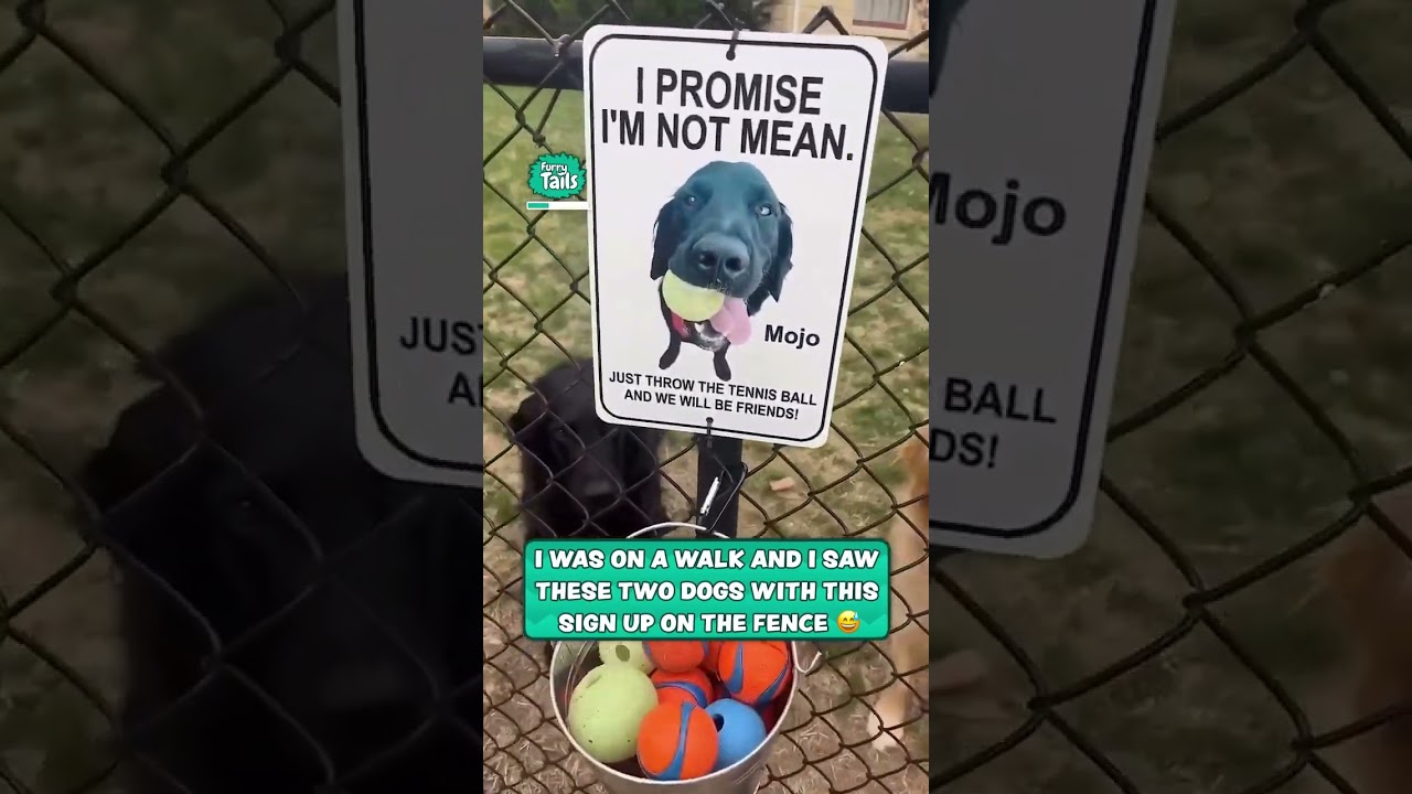 I don't think a mean golden retriever exists 😂🐶 #dogs #cute #pets