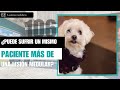 CAPÍTULO 106: ¿Puede mi perro tener hernias en más de una ocasión? - Veterinario especialista perros