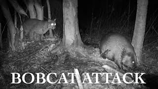 Bobcat Hunting Beavers (EPIC TRAIL CAM FOOTAGE)