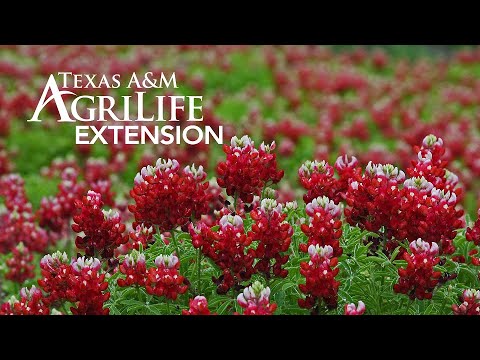 Video: Texas Blue Bonnets: kaip auginti mėlynas gėles sode