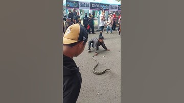 snake show..buat kalian yang bukan ahli, tolong jangan ditiru yah #sobathobat #reptiles #snakeshow