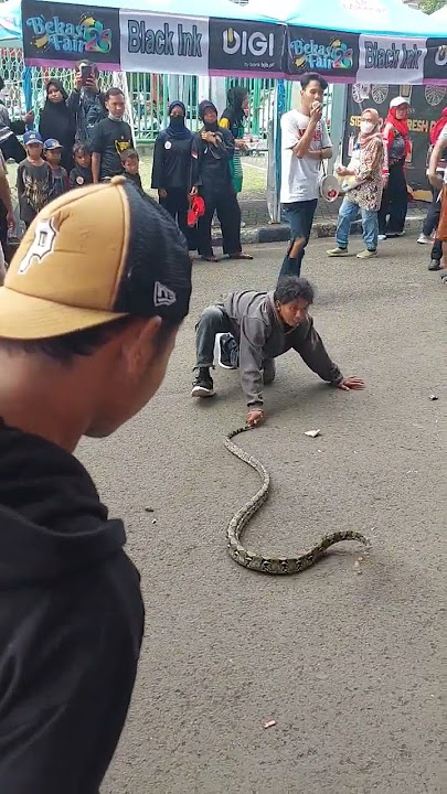 snake show..buat kalian yang bukan ahli, tolong jangan ditiru yah #sobathobat #reptiles #snakeshow