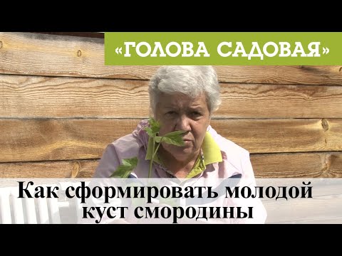 Голова Садовая - Как Сформировать Молодой Куст Смородины