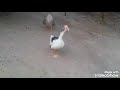 اسمعوا صوت الوز صوت الوز جميل اسمعوا صوت الوز صوت الوز جميل
