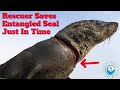 Rescuer Saves Entangled Seal Just In Time