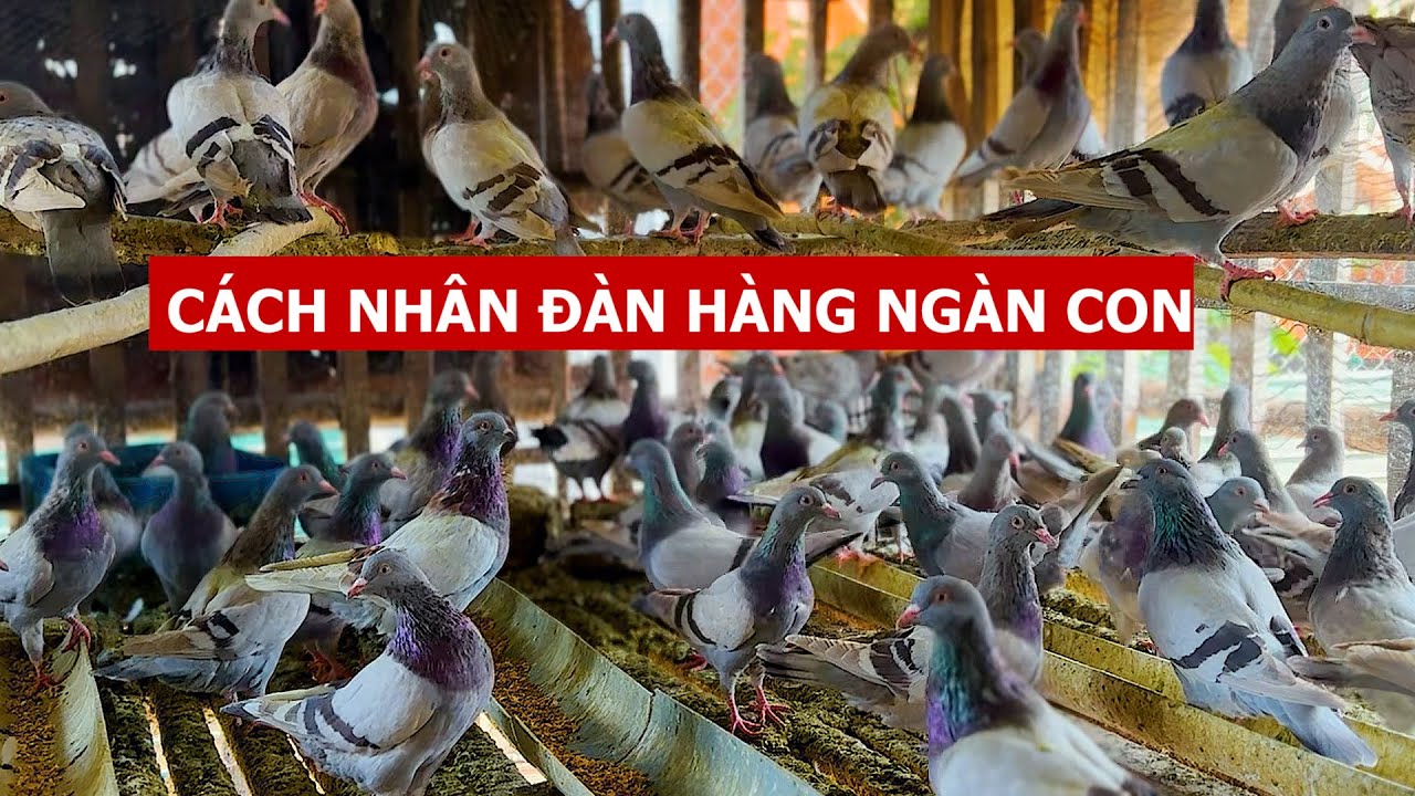 Bồ câu Titan Thái và bí kíp nhân đàn lên hàng ngàn con | Nông dân làm giàu
