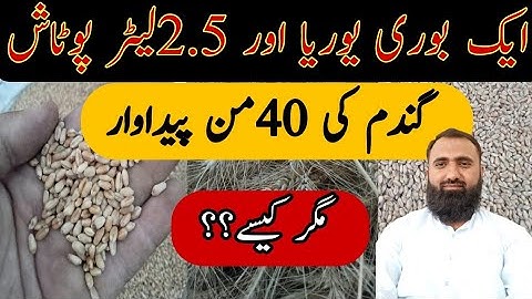 High Yield of Wheat Without DAP Fertilizer in Attock || Bilal Kanju Official