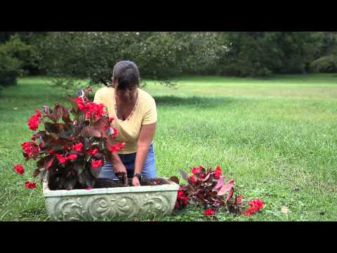 Video: Begonia Transplant Guide – Wie und wann man Begonien umtopft