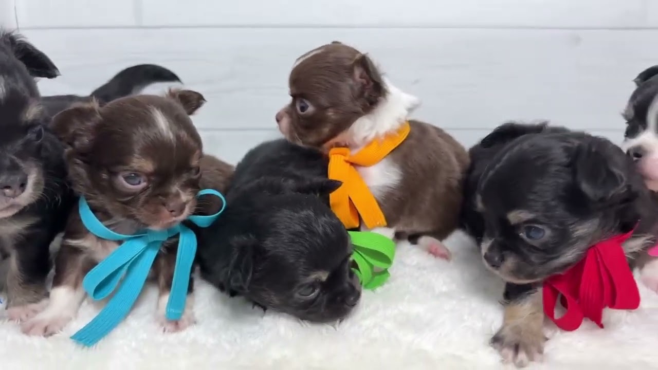 チワワ（ロングコート）の子犬（オス♂） 高知御座店｜ペットショップ