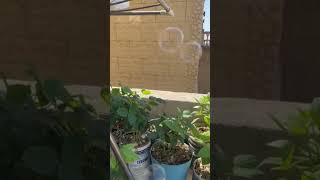 #satisfyingasmr #bubbles #shootinggames #shooting #bubblegun #viral