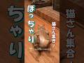 ぽっちゃり猫が可愛すぎるけどちょっと心配 #海外 #動物 #funnyanimals