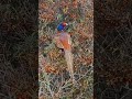 fazant man in de duindoorn. #birds #vogel #natuurmetpeter #wildlife #nature #vogelvideo