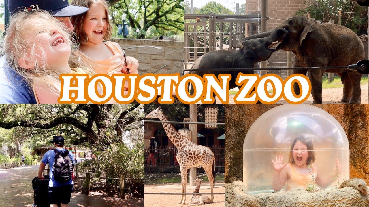 Spunky Elephants, African Painted Dog Emergency Training, Newborn Giraffe//HOUSTON ZOO SPRING 2024
