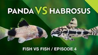 Panda Cory VS Habrosus Cory: Which is Right For You?