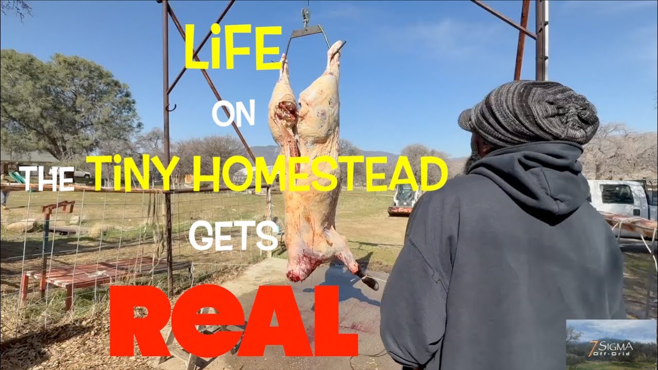 🐄The REALITY of FARM to Table MEAT Processing on The Homestead #offgrid #homestead #tinyhouse #food