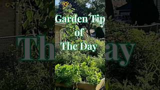 Yes, You can plant store bought potatoes that have sprouted - Garden tip of the day #short