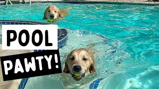 My Dogs rent a swimming pool!