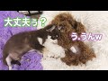 トイプードルとチワワの子犬☆退院から5日目の様子!再び大嫌いな病院へ行ったのですが・・