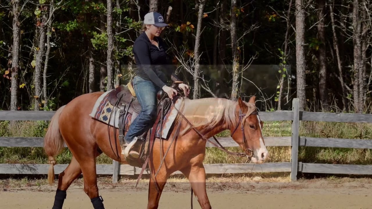 SB SMART BLUE JAY 2021 AQHA Gelding
