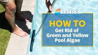 How to Get Rid of Green & Yellow Pool Algae | Leslie